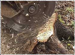 stump grinding