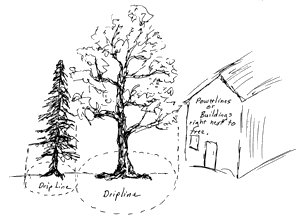 Dripline illustration