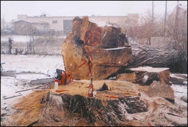 Image Result For Stump Grinding Rates Image Result For Stump Grinding Rates